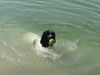 Landseer Hund