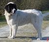 Landseer Foto: Baila von Admin (ID 20953) Landseer Hund