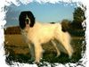 Landseer Foto: Hallo, ich bin der Napoleon von Fierst, höre aber nur auf Balou. Im März 04 werde ich 2 Jahre alt (ID 9189) Landseer Hund