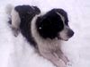 Landseer Foto: Endlich hat's geschneit (ID 19607) Landseer Hund
