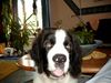 Landseer Foto: Anton vom Helenenhof (ID 17839) Landseer Hund