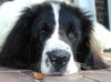 Landseer Foto: Landseer von der Schwanenburg (ID 23582) Landseer Hund