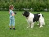 Landseer Foto: Kimiko und sein kleines Frauerl (ID 14327) Landseer Hund