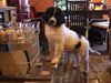 Landseer Foto: Maja von der Schwanenburg (ID 46006) Landseer Hund