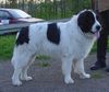 Landseer Foto: Caius von Admin (ID 20951) Landseer Hund