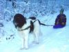 Landseer Foto: Carlos zieht gerne den Schlitten (ID 6792) Landseer Hund