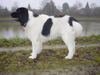 Landseer Foto: Carlos vom Hohenzollernland (ID 4097) Landseer Hund