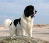 Landseer Hund