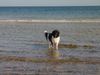 Landseer Foto: Am Strand (ID 11603) Landseer Hund