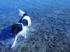 Landseer Foto: Am Strand 2 (ID 11604) Landseer Hund