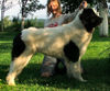 Landseer Hund