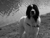 Landseer Hund