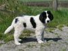 Landseer Foto: Demetrius von Admin (ID 20952) Landseer Hund