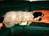 Landseer Foto: Dinah ist müde (ID 20355) Landseer Hund
