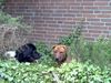 Landseer Foto: Echt nett,dein Gebüsch ! (ID 6245) Landseer Hund