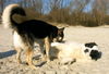 Landseer Hund