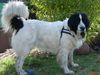 Landseer Foto: Amy von der Wilhelmsruh (ID 20356) Landseer Hund
