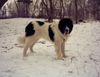 Landseer Foto (ID 2745) Landseer Hund