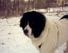 Landseer Foto: Balou (ID 2802) Landseer Hund
