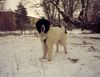 Landseer Foto: Balou mit 7 Monaten (ID 2801) Landseer Hund