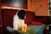 Landseer Foto: Maja von der Schwanenburg (ID 46005) Landseer Hund
