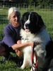 Landseer Foto: Kimiko und Nina (ID 2996) Landseer Hund