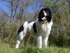 Landseer Foto: Europasieger , Deutscher Champion VDH (ID 21385) Landseer Hund