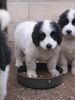 Landseer Foto: Ondra vom Torfsee 7 Wochen (ID 15277) Landseer Hund
