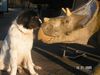 Landseer Foto: Begegnungen der anderen Art (ID 22081) Landseer Hund