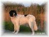 Landseer Foto: Sonnenuntergang am Wasser (ID 20735) Landseer Hund