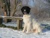 Landseer Foto: Finlees erster Winter (ID 20546) Landseer Hund