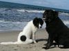 Landseer Foto: Finlee & Ronny (ID 20549) Landseer Hund