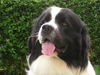 Landseer Hund