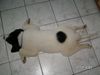 Landseer Foto: Schlafposition Engel (ID 20539) Landseer Hund