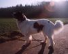 Landseer Foto: Shameena 1Jahr (ID 11470) Landseer Hund