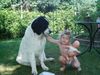 Landseer Foto: mal gucken, wer von uns beiden größer wird... (ID 15401) Landseer Hund