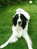 Landseer Foto: Ich heiße Dinah und bin bald 2 Jahre alt (ID 14699) Landseer Hund