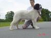 Landseer Foto: Thyriane mit fast 9 Monaten (ID 3842) Landseer Hund