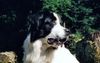 Landseer Foto: Portrait Tirango (ID 42060) Landseer Hund
