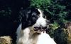 Landseer Hund