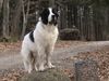 Landseer Hund