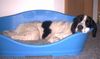 Landseer Foto: Ein anstrengender Tag geht zu Ende........ (ID 12227) Landseer Hund