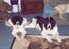 Landseer Foto (ID 16013) Landseer Hund