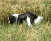 Landseer Foto: Aron vom Walgenbach beim Streifzug durch die Felder (ID 4439) Landseer Hund