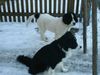Landseer Foto: wir passen auf (ID 20357) Landseer Hund
