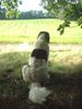 Landseer Hund