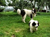 Landseer Foto: Estike-Berczy Akacvirag and Bonyta Grafika (ID 39501) Landseer Hund