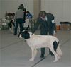 Landseer Foto: Präsentation im Ausstellungsring (ID 16990) Landseer Hund