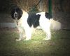 Landseer Foto: Unser Schlumpfi (ID 8023) Landseer Hund