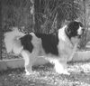 Landseer Foto: Kimiko von Heidenberg (ID 7394) Landseer Hund